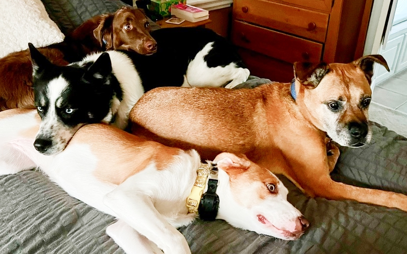 Our four dogs in a dogpile.